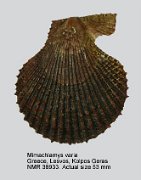 Mimachlamys varia (4)